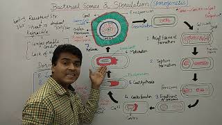 Bacterial Spore  Endospore Formation  Sporulation  Bacterial Spore Germination amp Formation  MCQ [upl. by Novert]