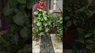 DIY Syngonium plant care creeping and bushy gardening shorts viralshorts [upl. by Citron83]