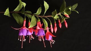 ABC TV  How To Make Fuchsia Paper Flower From Crepe Paper  Craft Tutorial [upl. by Austreng901]