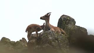 Iberian ibex Capra pyrenaica doe with calf  Sierra de Gredos near Guisando Spain 5102024 [upl. by Ahsaela]