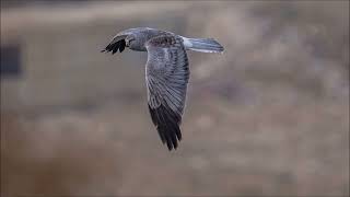 A Male Northern Harrier in flight탐색 중인 잿빛개구리매수컷 [upl. by Rustie]