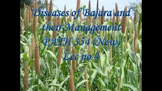 Diseases of Bajara and their Management PATH 354 New Lec no 4 [upl. by Htenywg66]