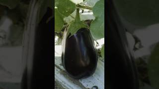 Brinjal 🍆 farming farm garden [upl. by Lyon]