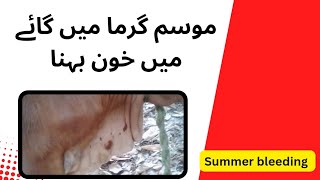 Summer bleeding in cattle  Treatment of Parafilaria bovicola  Skin nematode  Ivermectin [upl. by Huoh537]