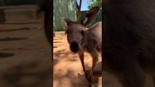 Kangaroo Feeding at Busch Gardens Florida buschgardens buschgardenstampa [upl. by Enitsuj]