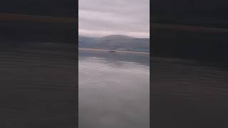 Fish jumping menai straits [upl. by Euqinue]