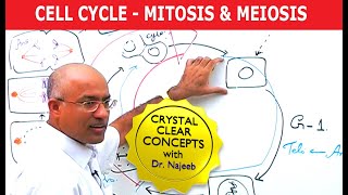 Cell Cycle and Genes  Mitosis amp Meiosis [upl. by Eendys759]