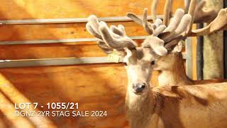 Lot 7 105521 DGNZ 2yr Stag Sale 2024 [upl. by Anastasio]