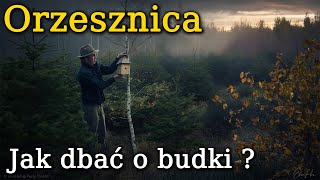 Orzesznica  jak dbać o budki [upl. by Anilram]