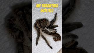 Removing my tarantula’s exoskeleton tarantula tarantulakat tarantulakeeper arachnid spider [upl. by Bobker]