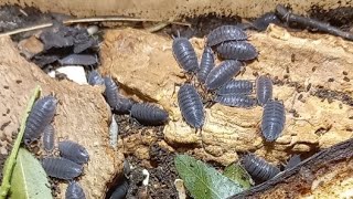 WOODLICE amp BEETLES ARE CRAWLING IN CAGE Funny Song of scarab beetle Penthodon Kyiv Ukraine [upl. by Nordine]