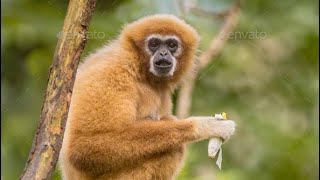 Wild Asia Lar Gibbon [upl. by Gothart251]