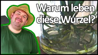 Das Geheimnis hinter Waterplants  Flol [upl. by Iruy]