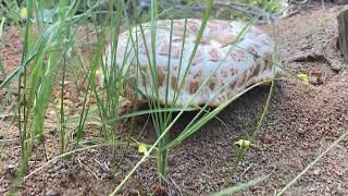 Giant Sawtooth Lentinus ponderosus  All Mushrooms Are Magic [upl. by Schouten314]