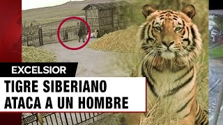 Tigre siberiano ataca a un hombre en la puerta de su casa [upl. by Anilrats865]