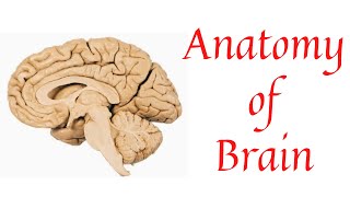 Brain  Anatomy of brain  Parts of brain  Bovine brain  Cerebrum  Cerebellum  Medulla oblongata [upl. by Bennie]