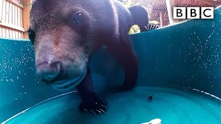 Could you care for 5monthold bear cub Mary  BBC [upl. by Norrahc]