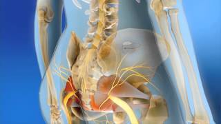 Sacral Neuromodulation  MOA Animation [upl. by Cliffes575]