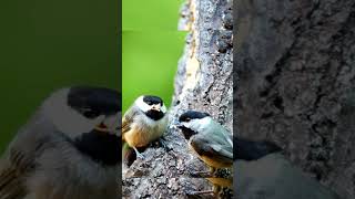 Blackcapped chickadee feeding her chick wildlife shorts [upl. by Ailemor]