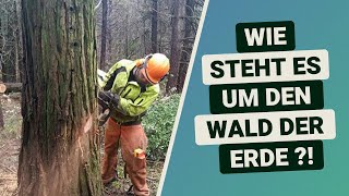 Klimawandel amp Abholzung Wie steht es um den weltweiten Waldbestand   Soja Palmöl amp Weidefläche [upl. by Lekcim394]