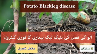 Zione pro is best to control potato blackleg disease  quick and effective results in no time  crop [upl. by Swirsky]