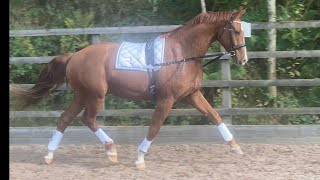 Kjento Gelding 3 year old 161 [upl. by Oniram930]