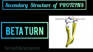 Beta Turn or Reverse turn Or Beta Band or Hairpin loop  Secondary Structure of PROTEIN [upl. by Hagood918]