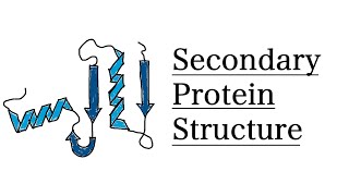 Secondary Structure of Proteins  MCAT Biochemistry [upl. by Sirk352]