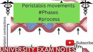 peristaltic movementsperistalsis movements physiologymedicoscontent3135 [upl. by Kenelm]