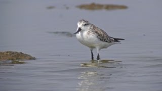 Spoonbilled Sandpiper Eurynorhynchus pygmeus  Thailand [upl. by Femi]