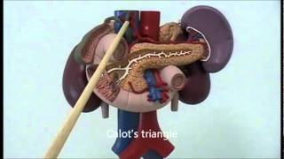 Gross anatomy of upper abdominal viscera [upl. by Yojal]