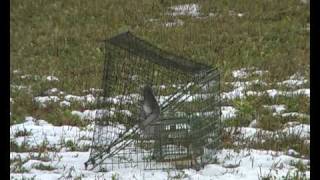 Great Grey Shrike trapped [upl. by Kimble]