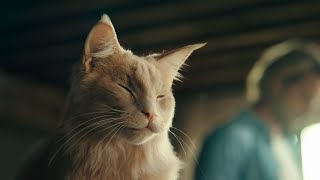 KPN katten reclame 1 uur [upl. by Griswold]