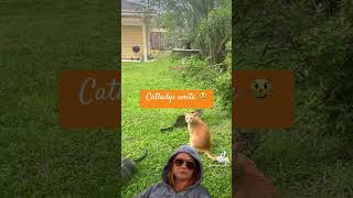 cat cats catlover catvideos catshorts catlovers catlady catladylife [upl. by Lammaj109]