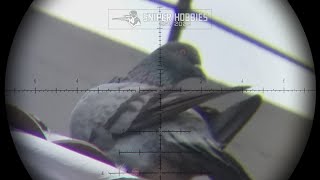 hunting pigeon with DISCOVERY LHD NV 6 24X50 SFIR FFPZ [upl. by Atiek]