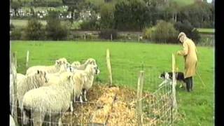 Sheepdog Training With Ted Hope Pt 3 [upl. by Yztim]