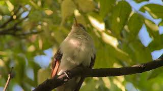 20241007 Yellowbilled Cuckoo [upl. by Berey975]