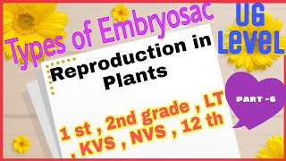 Types of Embryosac ।। Polygonum type Embryosac ।। Embryosac ।। [upl. by Hau]