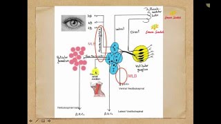 CNS Lecture 7 [upl. by Nyltac]