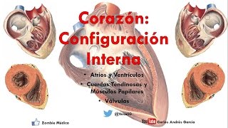 Anatomía  Configuración Interna del Corazón Atrios Ventrículos Válvulas Músculos Papilares [upl. by Kalmick]