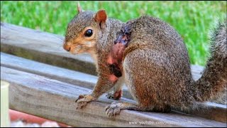 Squirrel Bot Fly Parasite Documentary [upl. by Hebrew533]