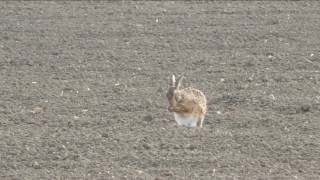 Hares at Frenchs Farm Dunsby Fen in April 2017 [upl. by Ahcsatan708]