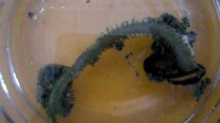 Epic battle between to marine worms [upl. by Abdu]