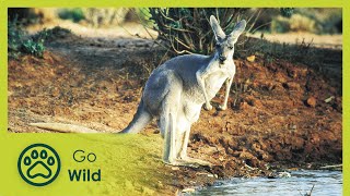 Wildest Australia  Go Wild [upl. by Kcirre]