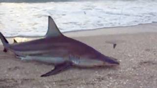 Shark Fishing  Two Sharks Caught SAME TIME [upl. by Currey]