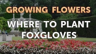 Where to Plant Foxgloves [upl. by Timrek662]