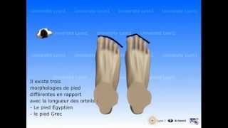 Le pied  morphologies et pathologies [upl. by Moselle741]