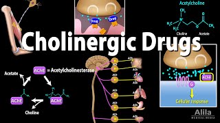 Cholinergic Drugs  Pharmacology Animation [upl. by Ondrej446]