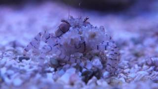 Pom Pom Crab eating mysis shrimp [upl. by Yssirhc]