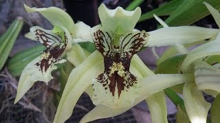 Coelogyne asperata in bloom  species orchid of Borneo  Anggrek Wangi Kalimantan [upl. by Bergeman]